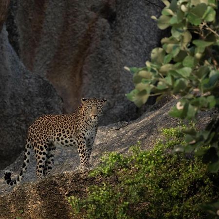 Jawai Leopard Villa Bijapur  Dış mekan fotoğraf