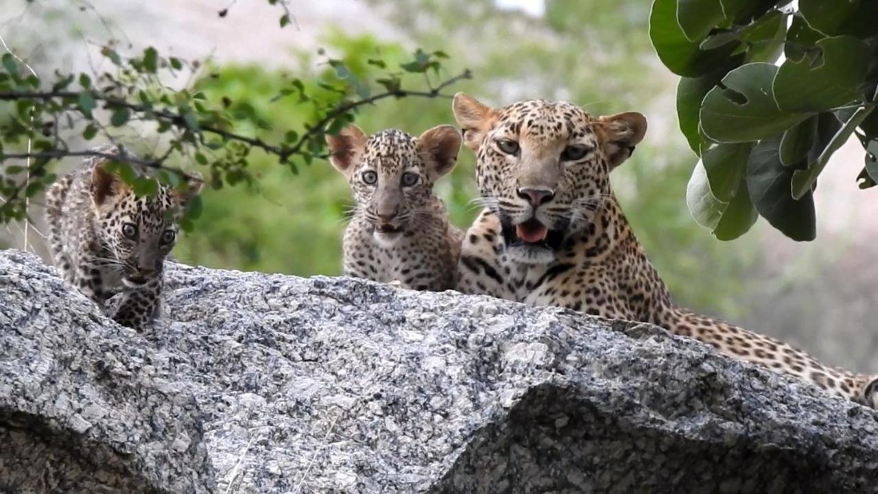 Jawai Leopard Villa Bijapur  Dış mekan fotoğraf