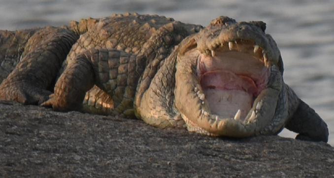 Jawai Leopard Villa Bijapur  Dış mekan fotoğraf