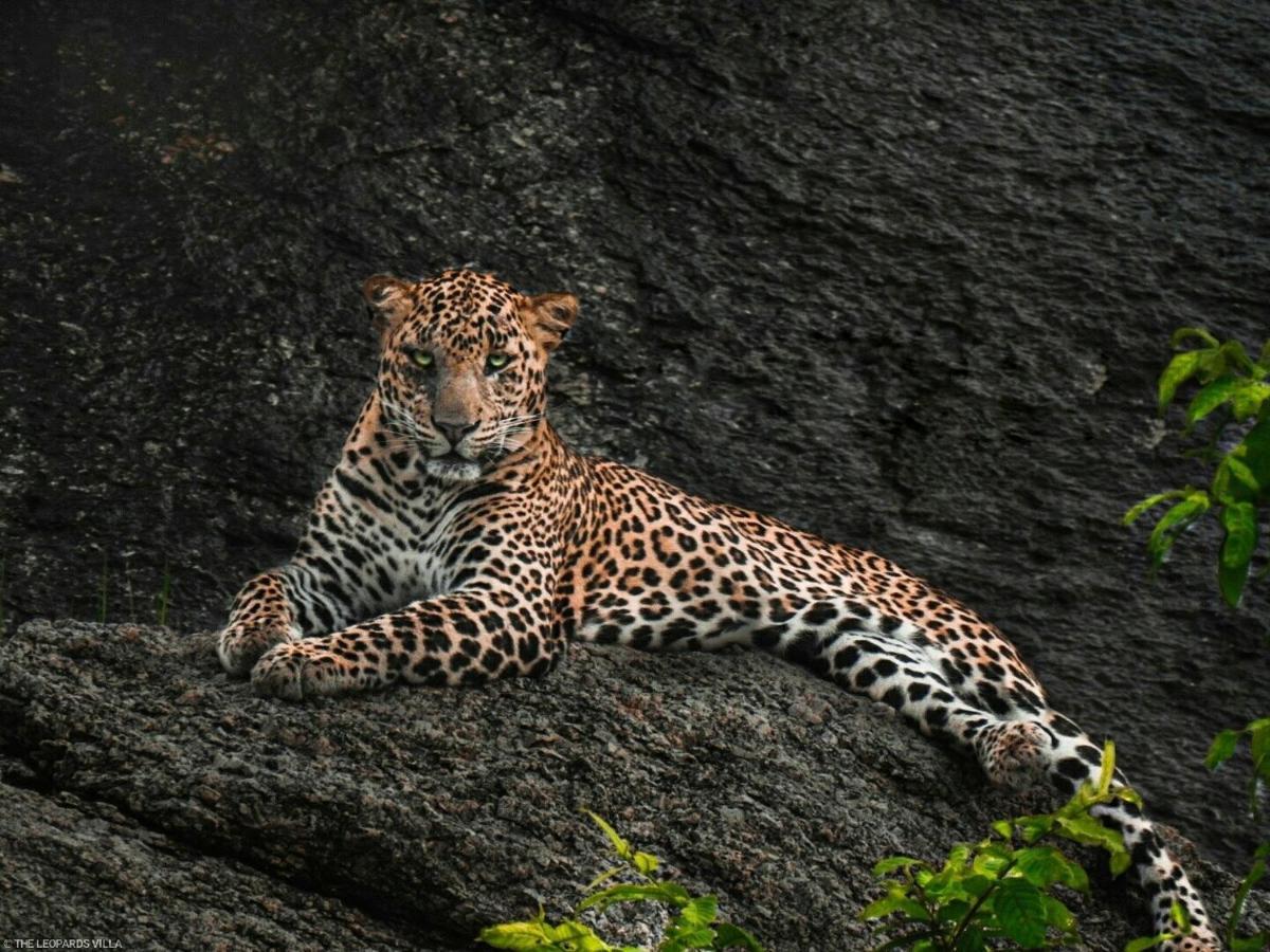 Jawai Leopard Villa Bijapur  Dış mekan fotoğraf