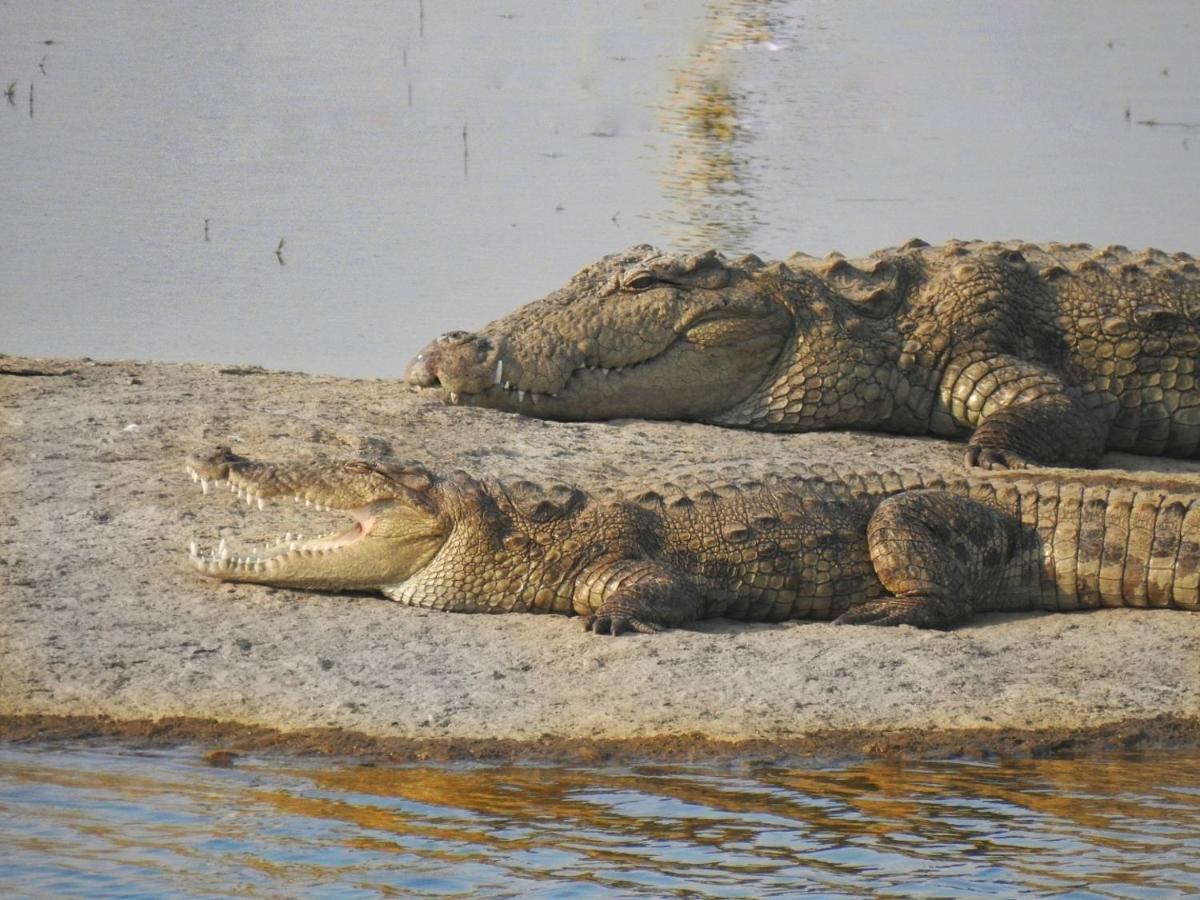 Jawai Leopard Villa Bijapur  Dış mekan fotoğraf