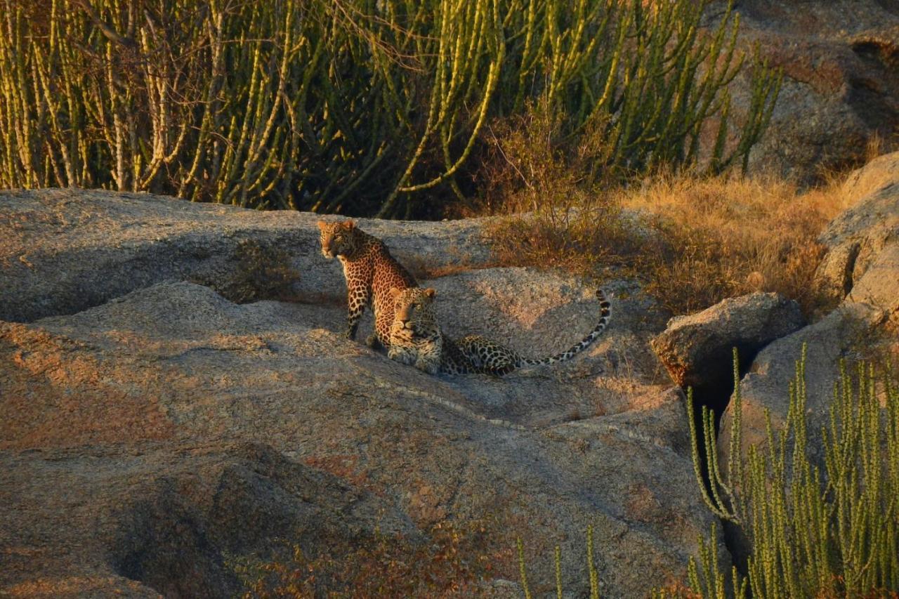 Jawai Leopard Villa Bijapur  Dış mekan fotoğraf