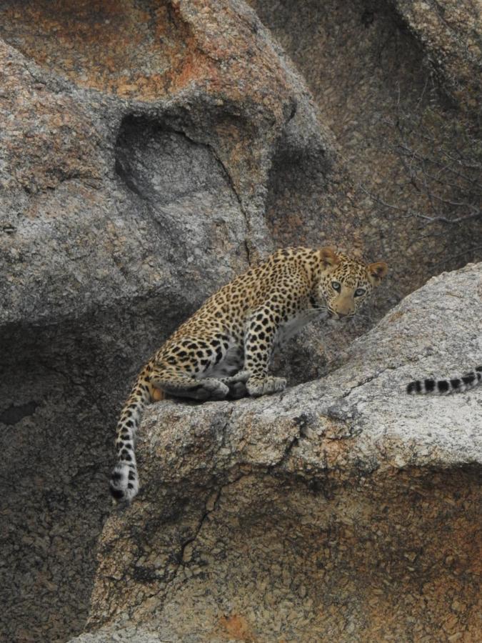 Jawai Leopard Villa Bijapur  Dış mekan fotoğraf