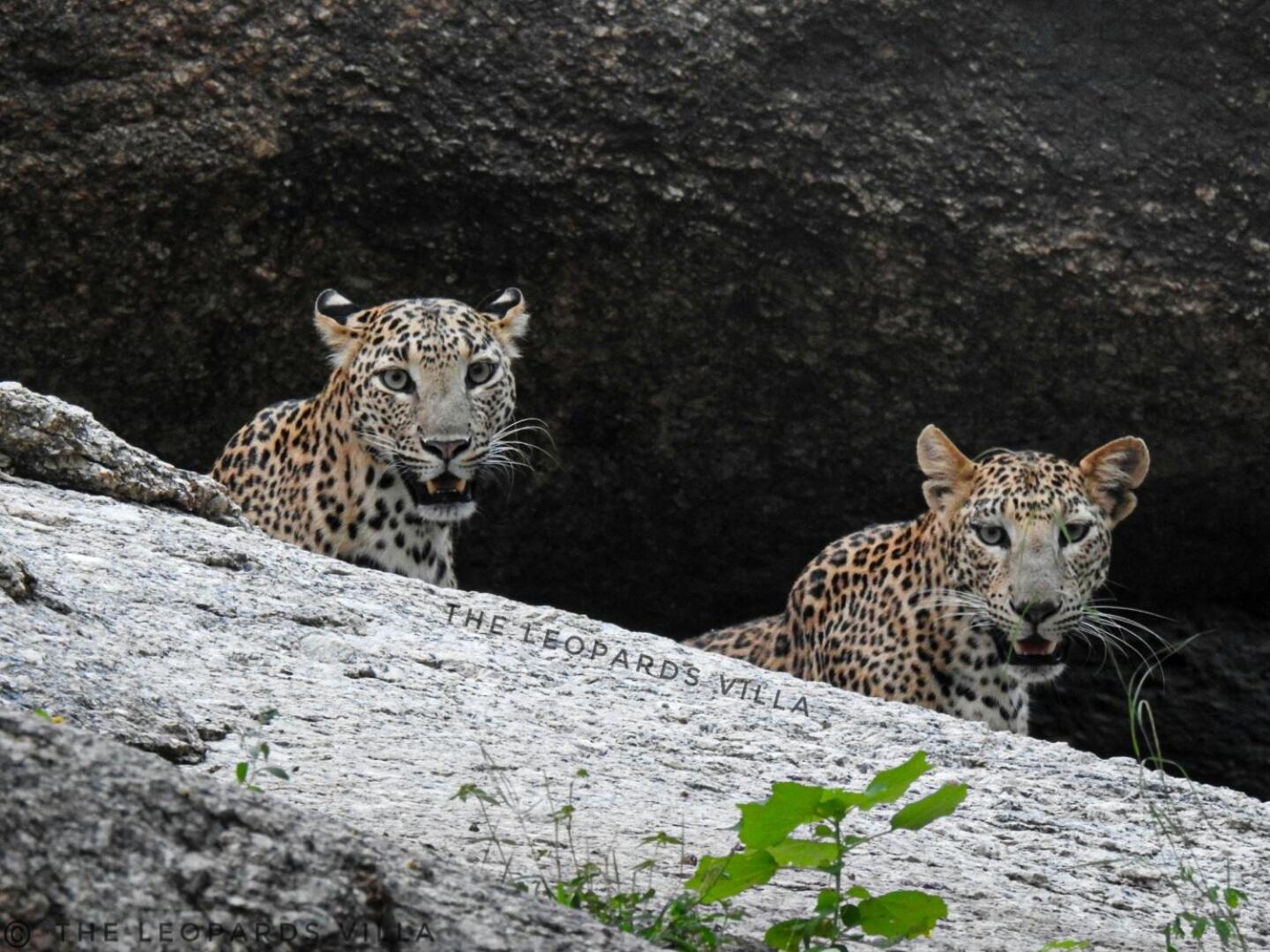 Jawai Leopard Villa Bijapur  Dış mekan fotoğraf