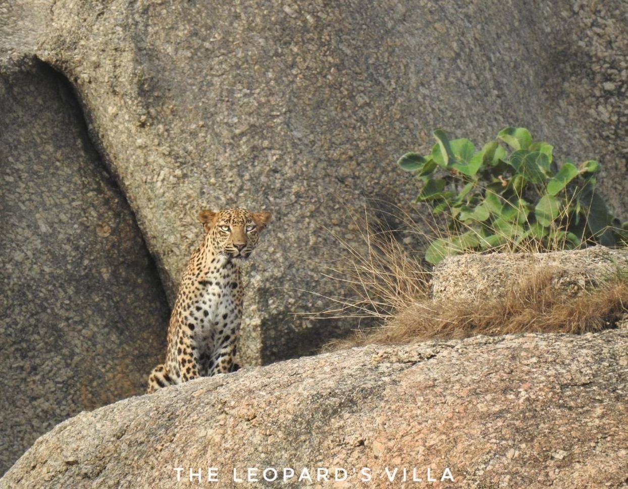 Jawai Leopard Villa Bijapur  Dış mekan fotoğraf