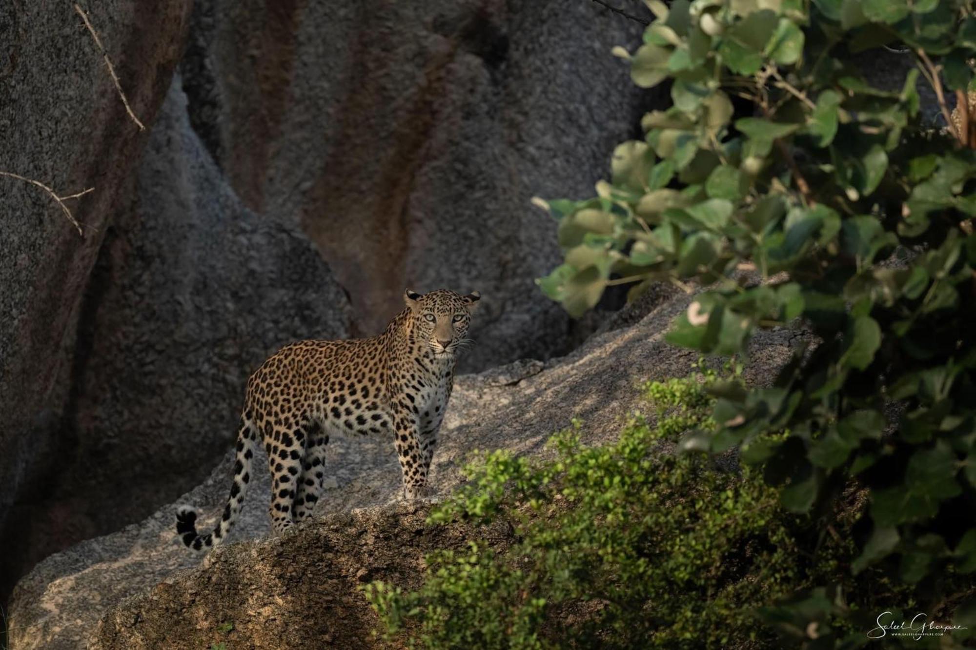 Jawai Leopard Villa Bijapur  Dış mekan fotoğraf