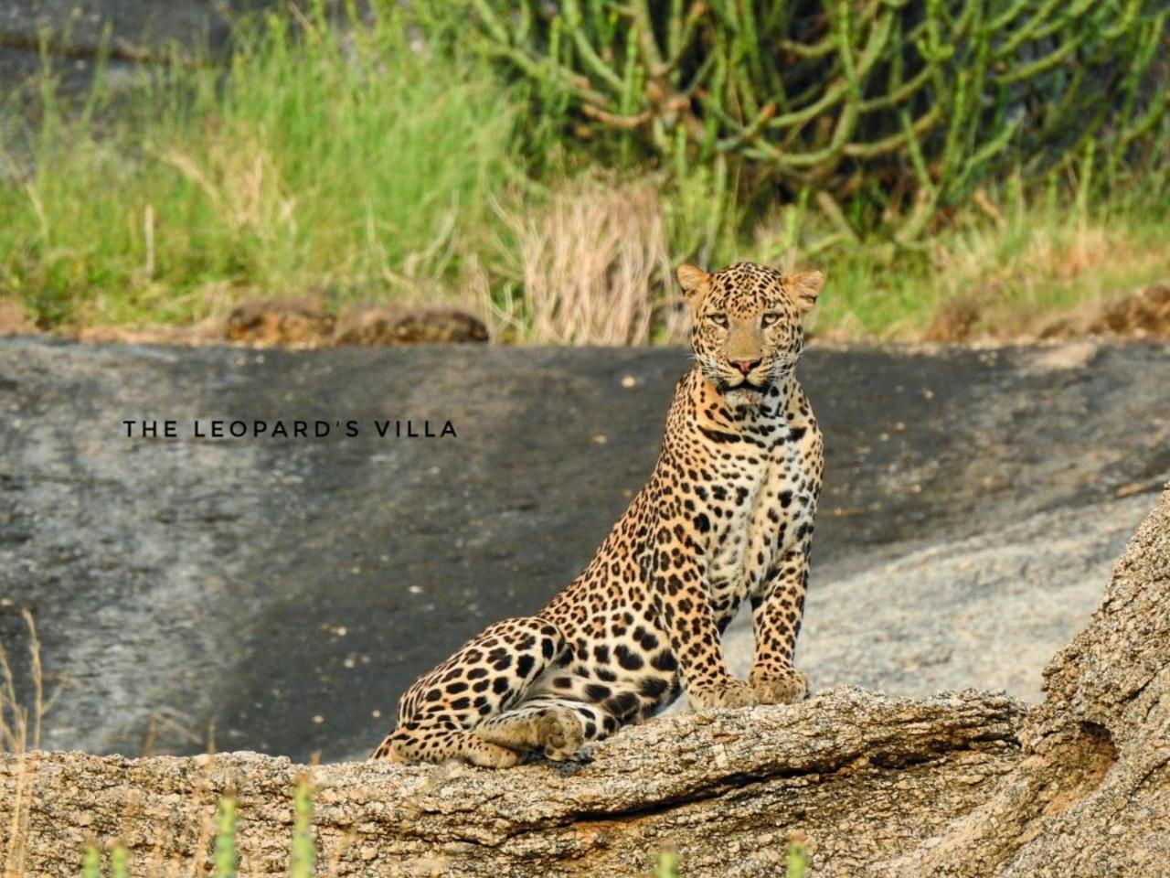 Jawai Leopard Villa Bijapur  Dış mekan fotoğraf