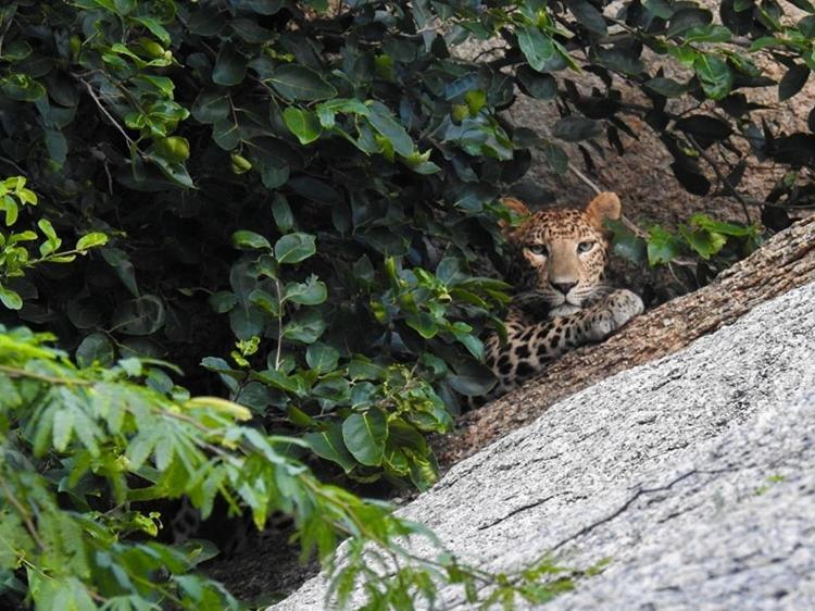 Jawai Leopard Villa Bijapur  Dış mekan fotoğraf