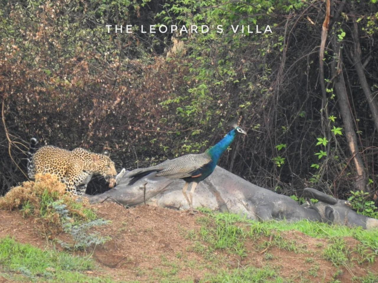 Jawai Leopard Villa Bijapur  Dış mekan fotoğraf