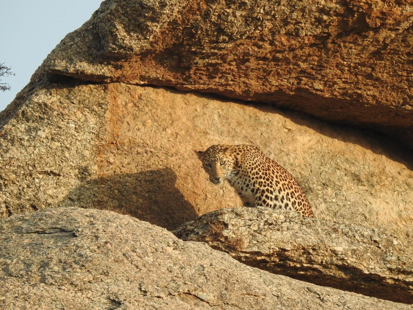 Jawai Leopard Villa Bijapur  Dış mekan fotoğraf